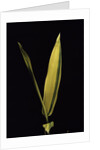 Pleioblastus viridistriatus 'Variegata' (dwarf greenstripe bamboo) - leaf by Anonymous