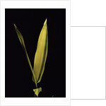 Pleioblastus viridistriatus 'Variegata' (dwarf greenstripe bamboo) - leaf by Anonymous