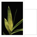 Pleioblastus viridistriatus 'Chrysophyllus' (bamboo) - leaf by Anonymous