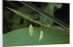 Pseudosasa japonica (arrow bamboo) - flower by Anonymous