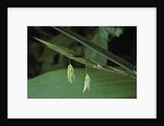 Pseudosasa japonica (arrow bamboo) - flower by Anonymous