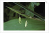 Pseudosasa japonica (arrow bamboo) - flower by Anonymous