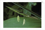 Pseudosasa japonica (arrow bamboo) - flower by Anonymous