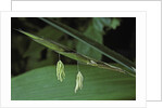 Pseudosasa japonica (arrow bamboo) - flower by Anonymous