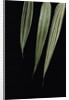 Pseudosasa japonica 'Akebono-suji' (arrow bamboo) - leaf by Anonymous