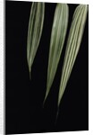 Pseudosasa japonica 'Akebono-suji' (arrow bamboo) - leaf by Anonymous