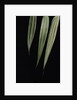 Pseudosasa japonica 'Akebono-suji' (arrow bamboo) - leaf by Anonymous