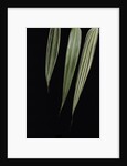 Pseudosasa japonica 'Akebono-suji' (arrow bamboo) - leaf by Anonymous