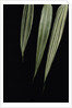 Pseudosasa japonica 'Akebono-suji' (arrow bamboo) - leaf by Anonymous