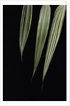 Pseudosasa japonica 'Akebono-suji' (arrow bamboo) - leaf by Anonymous