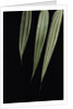 Pseudosasa japonica 'Akebono-suji' (arrow bamboo) - leaf by Anonymous
