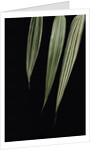 Pseudosasa japonica 'Akebono-suji' (arrow bamboo) - leaf by Anonymous