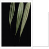 Pseudosasa japonica 'Akebono-suji' (arrow bamboo) - leaf by Anonymous