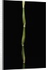 Pseudosasa japonica var. tsutsumiana (arrow bamboo) by Anonymous