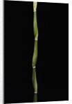 Pseudosasa japonica var. tsutsumiana (arrow bamboo) by Anonymous