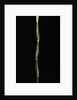 Pseudosasa japonica var. tsutsumiana (arrow bamboo) by Anonymous