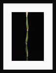 Pseudosasa japonica var. tsutsumiana (arrow bamboo) by Anonymous