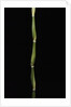 Pseudosasa japonica var. tsutsumiana (arrow bamboo) by Anonymous