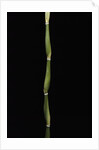 Pseudosasa japonica var. tsutsumiana (arrow bamboo) by Anonymous
