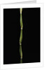Pseudosasa japonica var. tsutsumiana (arrow bamboo) by Anonymous