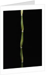 Pseudosasa japonica var. tsutsumiana (arrow bamboo) by Anonymous
