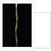 Pseudosasa japonica var. tsutsumiana (arrow bamboo) by Anonymous