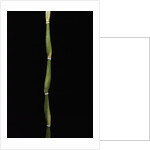 Pseudosasa japonica var. tsutsumiana (arrow bamboo) by Anonymous