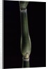 Pseudosasa japonica var. tsutsumiana (arrow bamboo) by Anonymous