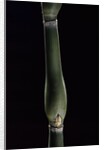 Pseudosasa japonica var. tsutsumiana (arrow bamboo) by Anonymous