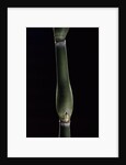 Pseudosasa japonica var. tsutsumiana (arrow bamboo) by Anonymous