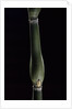 Pseudosasa japonica var. tsutsumiana (arrow bamboo) by Anonymous