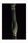 Pseudosasa japonica var. tsutsumiana (arrow bamboo) by Anonymous