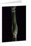 Pseudosasa japonica var. tsutsumiana (arrow bamboo) by Anonymous