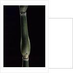 Pseudosasa japonica var. tsutsumiana (arrow bamboo) by Anonymous