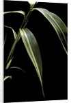 Pseudosasa japonica f. variegata (arrow bamboo) - leaf by Anonymous