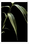 Pseudosasa japonica f. variegata (arrow bamboo) - leaf by Anonymous