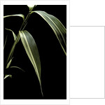 Pseudosasa japonica f. variegata (arrow bamboo) - leaf by Anonymous