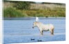 Camargue wild horse by Anonymous