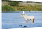 Camargue wild horse by Anonymous