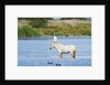 Camargue wild horse by Anonymous