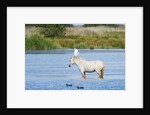Camargue wild horse by Anonymous