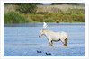 Camargue wild horse by Anonymous
