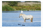 Camargue wild horse by Anonymous
