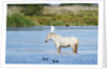 Camargue wild horse by Anonymous