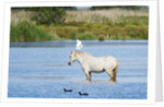 Camargue wild horse by Anonymous