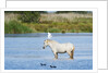 Camargue wild horse by Anonymous