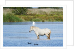 Camargue wild horse by Anonymous
