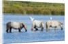 Camargue wild horses by Anonymous