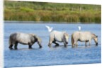 Camargue wild horses by Anonymous