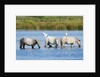 Camargue wild horses by Anonymous